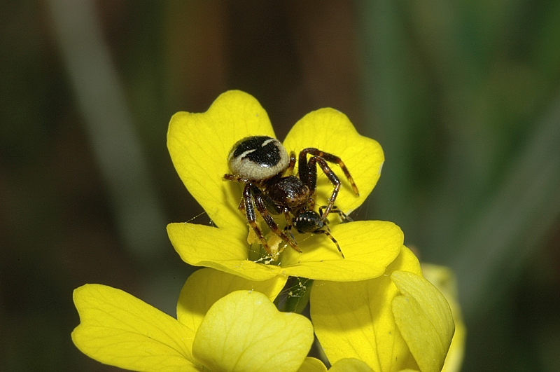 Sequenza di caccia: Synaema globosum
